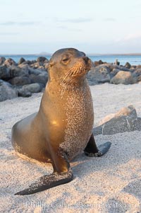 Galapagos sea lion on sandy beach, sunset.