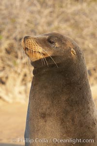Galapagos sea lion. Isla Lobos, Galapagos Islands, Ecuador, Zalophus californianus wollebacki, Zalophus californianus wollebaeki, natural history stock photograph, photo id 16508