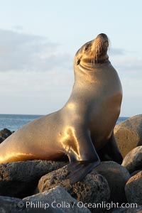 Galapagos sea lion on volcanic rocks, sunset, Zalophus californianus wollebacki, Zalophus californianus wollebaeki, Isla Lobos