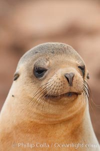 Galapagos sea lion, Zalophus californianus wollebacki, Zalophus californianus wollebaeki, North Seymour Island