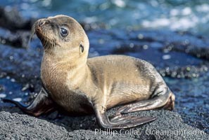 Galapagos sea lion pup, Punta Espinosa, Zalophus californianus wollebacki, Zalophus californianus wollebaeki, Fernandina Island