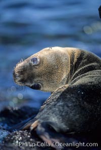 Galapagos sea lion pup, Punta Espinosa, Zalophus californianus wollebacki, Zalophus californianus wollebaeki, Fernandina Island