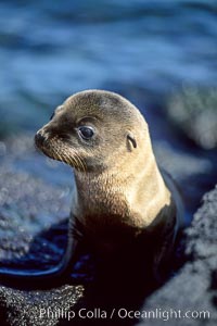 Galapagos sea lion pup, Punta Espinosa, Zalophus californianus wollebacki, Zalophus californianus wollebaeki, Fernandina Island