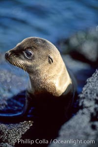 Galapagos sea lion pup, Punta Espinosa, Zalophus californianus wollebacki, Zalophus californianus wollebaeki, Fernandina Island