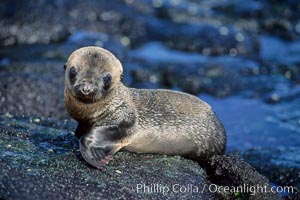 Galapagos sea lion pup, Punta Espinosa, Zalophus californianus wollebacki, Zalophus californianus wollebaeki, Fernandina Island