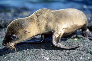 Galapagos sea lion pup, Punta Espinosa, Zalophus californianus wollebacki, Zalophus californianus wollebaeki, Fernandina Island