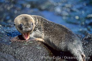 Galapagos sea lion pup, Punta Espinosa, Zalophus californianus wollebacki, Zalophus californianus wollebaeki, Fernandina Island