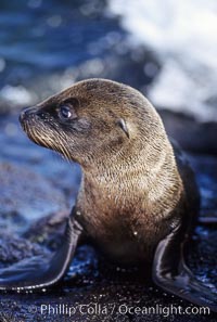 Galapagos sea lion pup, Punta Espinosa, Zalophus californianus wollebacki, Zalophus californianus wollebaeki, Fernandina Island