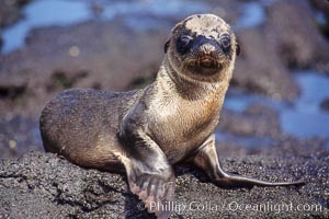 Galapagos sea lion pup, Punta Espinosa, Zalophus californianus wollebacki, Zalophus californianus wollebaeki, Fernandina Island