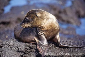 Galapagos sea lion pup, Punta Espinosa, Zalophus californianus wollebacki, Zalophus californianus wollebaeki, Fernandina Island