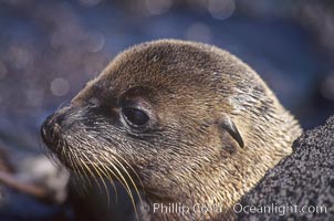 Galapagos sea lion pup, Punta Espinosa, Zalophus californianus wollebacki, Zalophus californianus wollebaeki, Fernandina Island