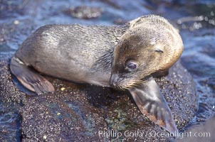Galapagos sea lion pup, Punta Espinosa, Zalophus californianus wollebacki, Zalophus californianus wollebaeki, Fernandina Island