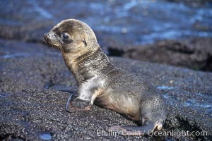 Galapagos sea lion pup, Punta Espinosa, Zalophus californianus wollebacki, Zalophus californianus wollebaeki, Fernandina Island