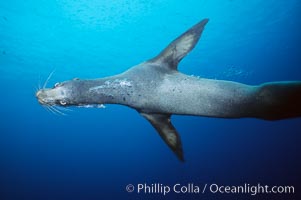 Galapagos sea lion, Zalophus californianus wollebacki, Zalophus californianus wollebaeki, Isla Champion