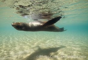 Galapagos sea lion, Sullivan Bay, Zalophus californianus wollebacki, Zalophus californianus wollebaeki, James Island