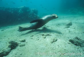 Galapagos sea lion, Sullivan Bay, Zalophus californianus wollebacki, Zalophus californianus wollebaeki, James Island