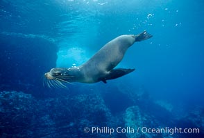 Galapagos sea lion, Devils Crown, Zalophus californianus wollebacki, Zalophus californianus wollebaeki, Floreana Island