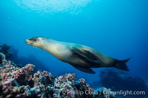 Galapagos sea lion, Devils Crown, Zalophus californianus wollebacki, Zalophus californianus wollebaeki, Floreana Island