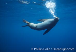 Galapagos sea lion with shark bite, Zalophus californianus wollebacki, Zalophus californianus wollebaeki