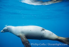 Galapagos sea lion with shark bite, Zalophus californianus wollebacki, Zalophus californianus wollebaeki