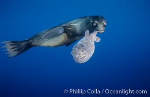 Galapagos sea lion playing with puffer fish.