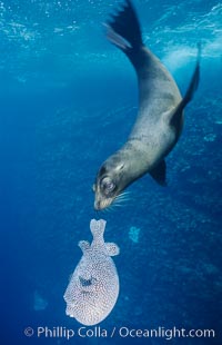 Galapagos sea lion playing with puffer fish.