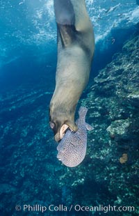 Galapagos sea lion playing with puffer fish, Zalophus californianus wollebacki, Zalophus californianus wollebaeki, Cousins