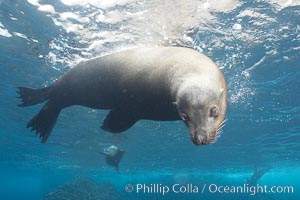 Galapagos sea lion, adult male.