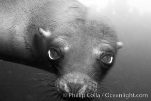 Galapagos sea lion, Zalophus californianus wollebacki, Zalophus californianus wollebaeki, Cousins