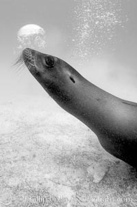 Galapagos sea lion blows a bubble, Zalophus californianus wollebacki, Zalophus californianus wollebaeki, Isla Lobos