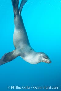 Galapagos sea lion, Zalophus californianus wollebacki, Zalophus californianus wollebaeki, Gordon Rocks