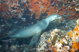 Galapagos sea lions, Zalophus californianus wollebacki, Zalophus californianus wollebaeki, Gordon Rocks