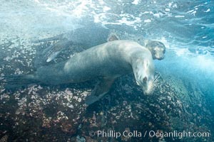 Galapagos sea lions, Zalophus californianus wollebacki, Zalophus californianus wollebaeki, Gordon Rocks