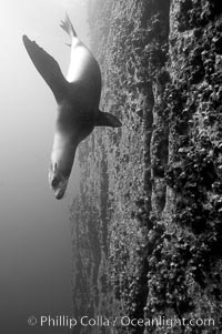 Galapagos sea lion swims alongside a vertical volcanic wall, Zalophus californianus wollebacki, Zalophus californianus wollebaeki, Gordon Rocks