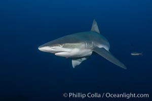 Galapagos shark, Carcharhinus galapagensis, Wolf Island