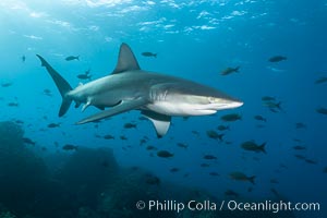 Galapagos shark swims over a reef in the Galapagos Islands, with schooling fish in the distance, Carcharhinus galapagensis, Wolf Island