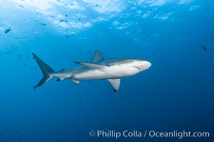 Galapagos shark, Carcharhinus galapagensis, Wolf Island