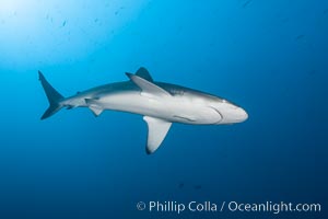 Galapagos shark, Carcharhinus galapagensis, Wolf Island