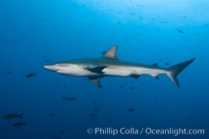 Galapagos shark, Carcharhinus galapagensis, Wolf Island