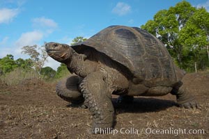 Galapagos tortoise, Santa Cruz Island species, highlands of Santa Cruz island, Geochelone nigra