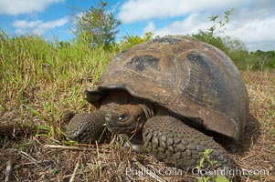 Galapagos tortoise, Santa Cruz Island species, highlands of Santa Cruz island, Geochelone nigra