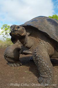 Galapagos tortoise, Santa Cruz Island species, highlands of Santa Cruz island, Geochelone nigra