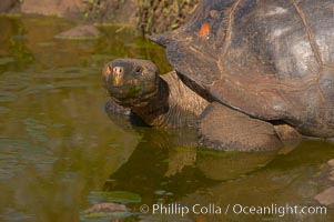 Galapagos tortoise, Santa Cruz Island species, highlands of Santa Cruz island. Galapagos Islands, Ecuador, Geochelone nigra, natural history stock photograph, photo id 16488