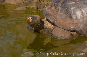 Galapagos tortoise, Santa Cruz Island species, highlands of Santa Cruz island, Geochelone nigra