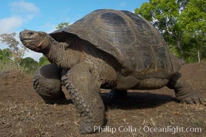 Galapagos tortoise, Santa Cruz Island species, highlands of Santa Cruz island, Geochelone nigra