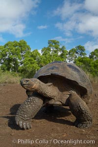 Galapagos tortoise, Santa Cruz Island species, highlands of Santa Cruz island, Geochelone nigra