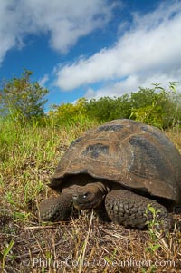 Galapagos tortoise, Santa Cruz Island species, highlands of Santa Cruz island, Geochelone nigra