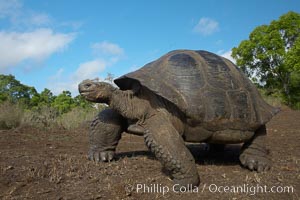 Galapagos tortoise, Santa Cruz Island species, highlands of Santa Cruz island, Geochelone nigra