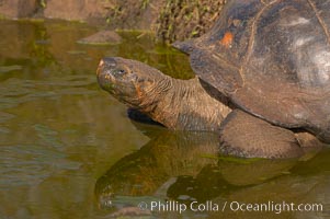 Galapagos tortoise, Santa Cruz Island species, highlands of Santa Cruz island, Geochelone nigra