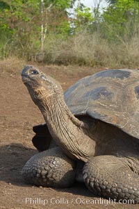 Galapagos tortoise, Santa Cruz Island species, highlands of Santa Cruz island.